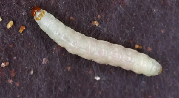 Un minuscolo bruco bianco, con la testa arancione, si muove su una superficie scura ricoperta da fili sottili.