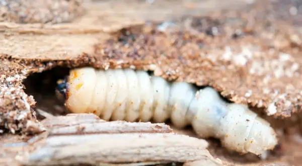 Larva bianca e segmentata, uno degli animali del legno, si muove in un tunnel scavato nel tronco.