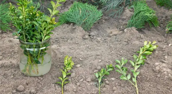 Come fare una talea: rametti di bosso in acqua e altri pronti per essere piantati nel terreno.