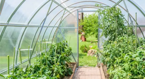 Un rigoglioso orto in serra con piante di pomodoro e peperoni. Un sentiero di mattoni conduce all'esterno, dove si intravede un giardino verde.