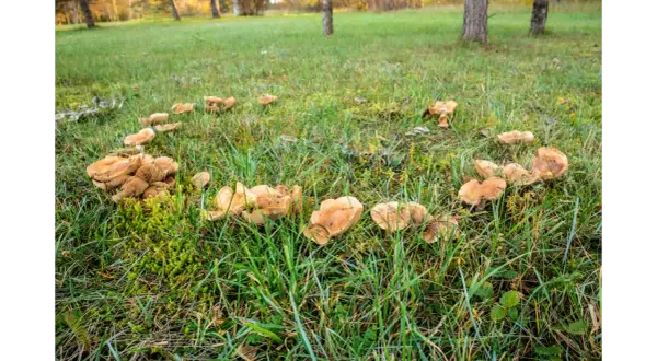 Un cerchio di funghi marroni spunta dall'erba verde. Come eliminarli?