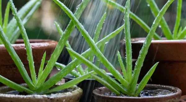 Piante di aloe in vaso ricevono acqua sotto la pioggia. Impara come curarla per farla crescere rigogliosa.