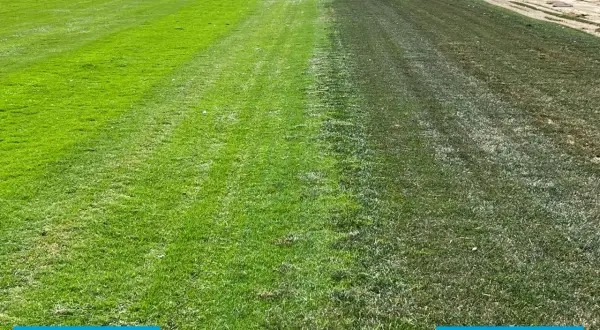 Prato diviso: a sinistra gramigna verde brillante, a destra un mix di festuca e poa trivialis più scuro e secco.