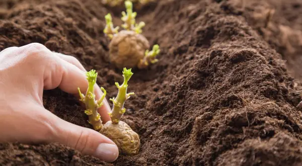 Mani che piantano patate germogliate nel terreno fertile. Inizia la stagione quando si piantano le patate.