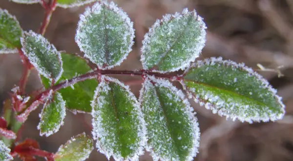 Foglie verdi di dimorfoteca ricoperte di brina in un freddo mattino d'inverno.
