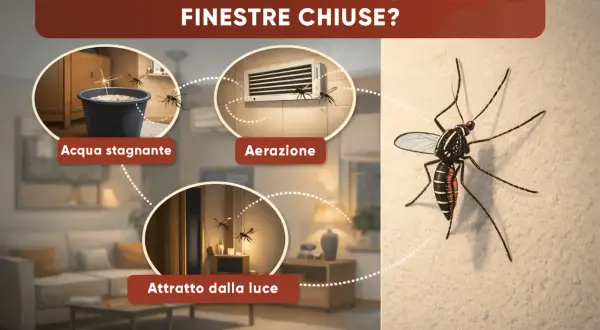 Scopri dove si nascondono le zanzare in casa: acqua stagnante, aerazione e luce sono i loro nascondigli preferiti.