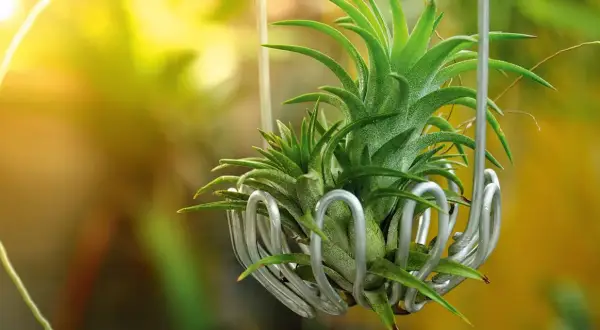 Tillandsia in un contenitore metallico, con luce solare che filtra. La cura di queste piante aeree è semplice e gratificante.