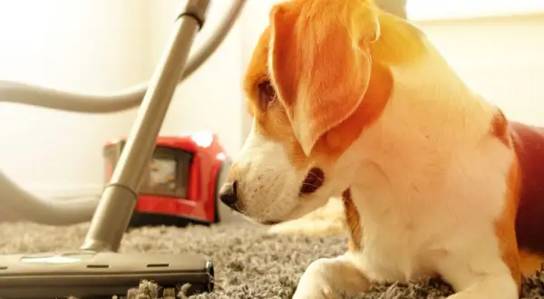 Un cane beagle osserva un aspirapolvere che pulisce il tappeto, sperando di non trovare pulci in casa.