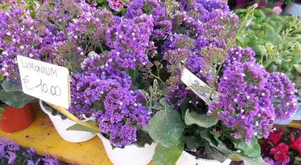 Un grappolo di statice fiore viola, con un cartellino che indica "Limonium €10.00".