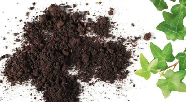 Cumulo di terriccio scuro e foglie di edera verde brillante, mostrando la differenza tra torba e terriccio per il giardinaggio.