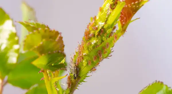 Un ramo di rosa infestato da numerosi pidocchi delle piante, di colore verde e arancione, che si nutrono della linfa.