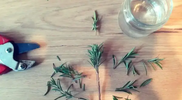 Potatura di rosmarino per creare una talea in acqua. Forbici, rametti e un bicchiere d'acqua su un tavolo di legno.