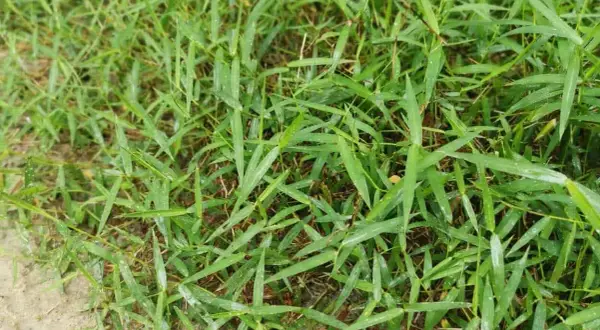Erba gramigna che cresce fitta. Scopri come eliminare la gramigna senza diserbante con metodi naturali.