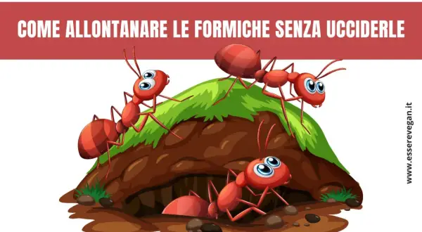 Formiche rosse animate escono da un formicaio. Scopri come allontanare le formiche con metodi naturali.