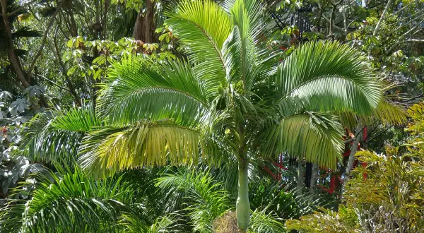 Un giardino lussureggiante con vari tipi di palme da giardino, alcune con foglie verdi brillanti, altre con sfumature gialle.