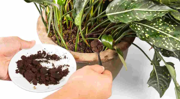 Mani che aggiungono fondi di caffè alle piante in vaso, un fertilizzante naturale per farle crescere rigogliose.