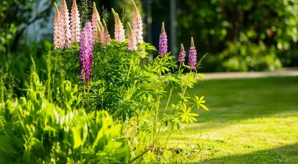 Un gruppo di piante lupino con fiori rosa e viola spicca in un giardino soleggiato.