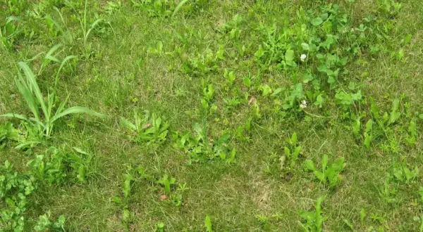 Un prato verde con erbe infestanti a foglia stretta, tra cui trifoglio e qualche fiorellino bianco e giallo.