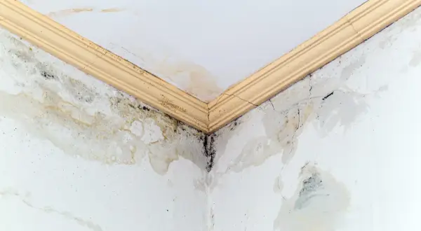 Angolo di un soffitto con evidenti macchie gialle e muffa nera, segno di infiltrazioni d'acqua e umidità.