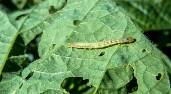 Un piccolo bruco verde mangia foglie, lasciando buchi. Forse cerca rimedi naturali per la sua crescita.