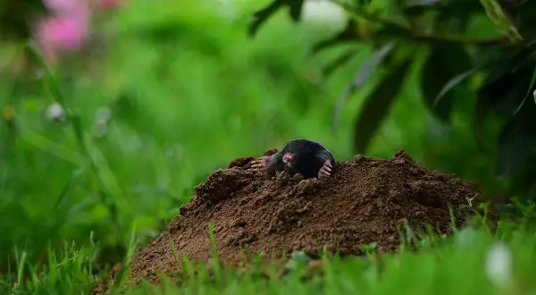 Una talpa emerge dal suo tumulo, un segnale che indica la necessità di capire come eliminare le talpe dal giardino per proteggere il prato.