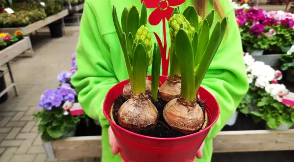 Un vaso rosso pieno di bulbi da piantare a marzo, con germogli verdi e un fiore rosso decorativo.