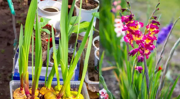 Gladioli in vaso germogliano, pronti per fiorire. La foto mostra perché i gladioli non fioriscono: bulbi sani e foglie verdi, ma ancora senza fiori.