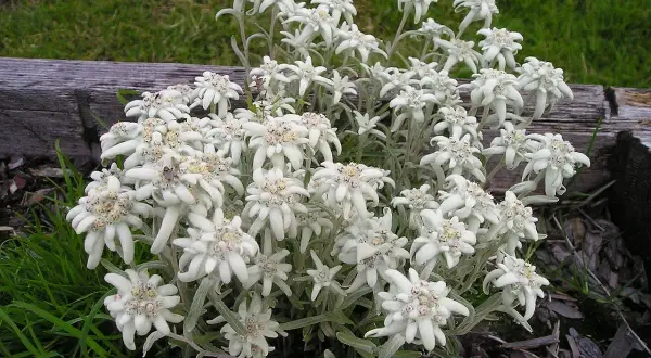 Un gruppo di fiori bianchi simili a stelle, che ricordano una stella alpina rossa, cresce tra erba verde e legno.