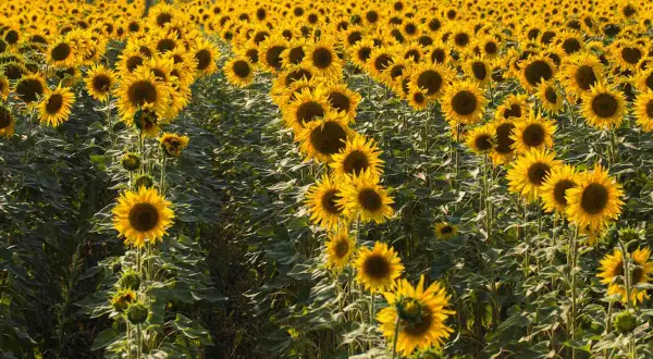 Un vasto campo di girasoli in piena fioritura, con i loro petali gialli che si stagliano contro il verde delle foglie. Un'immagine che evoca la bellezza dell'estate, quando fioriscono i girasoli.