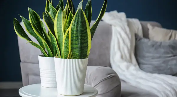Sansevieria in vasi bianchi su un tavolino, un'idea per come creare umidità per le piante in casa.