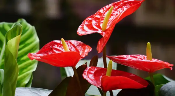 Anthurium rosso: scopri come prendertene cura per fioriture splendide. Luce indiretta, annaffiature moderate e umidità sono fondamentali.