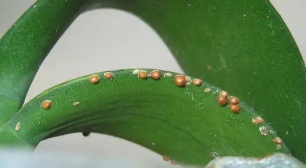 Cocciniglia su foglia verde. Rimedi naturali aceto per combatterla.
