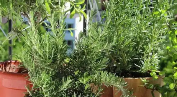 Piante di rosmarino rigogliose in vasi, con i loro aghi verdi che si intrecciano. Il profumo del rosmarino mai vicino, ma sempre presente.