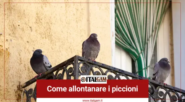Tre piccioni si posano su un davanzale, suggerendo come allontanare i piccioni da balconi e finestre.