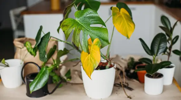 Pianta di Monstera con foglie verdi e gialle, alcune gocce d'acqua. Si intravedono altre piante e un piccolo annaffiatoio.