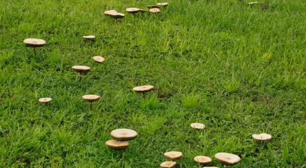 Un prato verde punteggiato da numerosi funghi del prato, alcuni dei quali potrebbero essere usati come rimedi naturali.