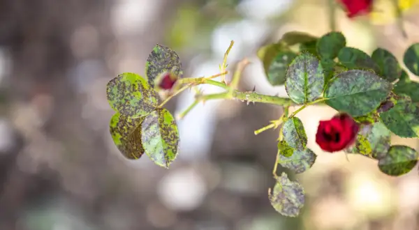 Foglie di rosa con macchie scure, segno di ticchiolatura. Un bocciolo rosso emerge tra le foglie malate.