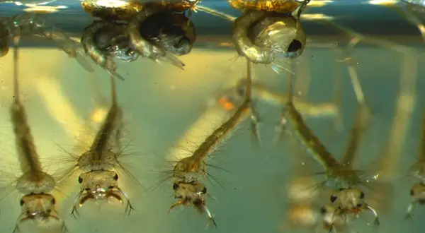 Larve di zanzara in acqua, pronte a trasformarsi. Capire come attirare le zanzare per ucciderle inizia dalla conoscenza del loro ciclo vitale.