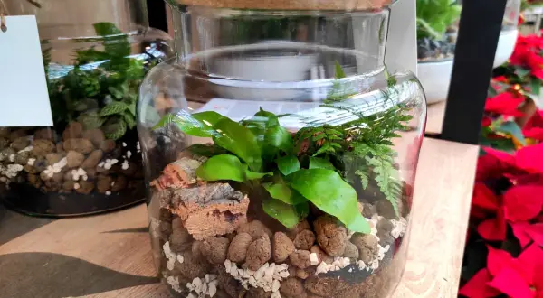 Un piccolo ecosistema in un barattolo di vetro, una **pianta di vetro** con felci e foglie verdi, su uno sfondo di poinsettie rosse.
