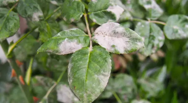 Foglie di rosa con oidio, un problema comune per cui esistono efficaci rimedi della nonna per le malattie delle rose.