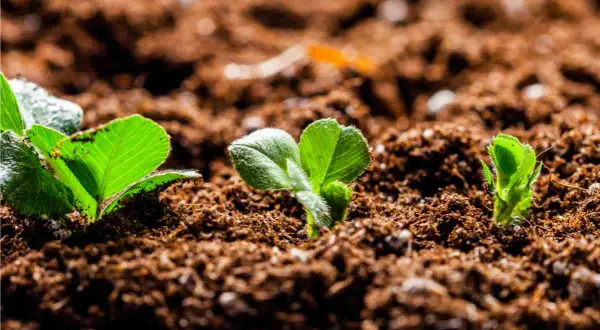 Germogli verdi spuntano da un terriccio senza torba, significato di una crescita sostenibile e naturale.