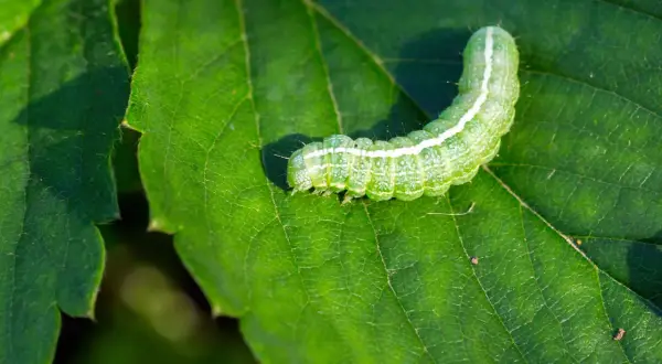 Un bruco verde brillante si muove su una foglia, lasciando tracce del suo passaggio. Le foglie mangiate da bruchi sono un segno della natura.