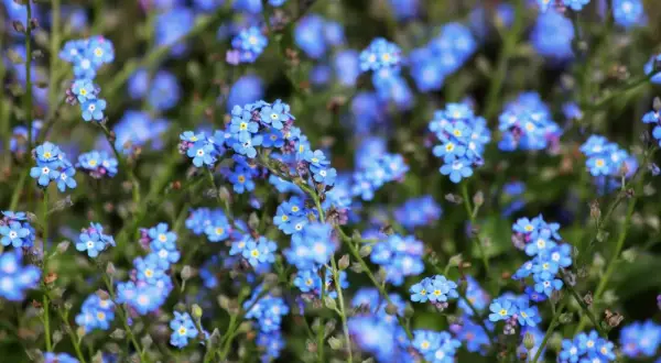 Un prato di myosotis alpestris, piccoli fiori blu intenso con un cuore giallo, sembrano un tappeto di stelle cadute.