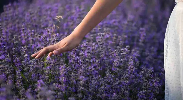 Mano sfiora un campo di lavanda viola. Il momento ideale per sapere quando piantare la lavanda è la primavera o l'autunno.