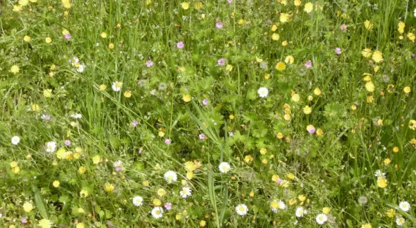 Prato fiorito con margherite bianche e gialle, piccoli fiori rosa e verdi foglie di infestanti a foglia larga.