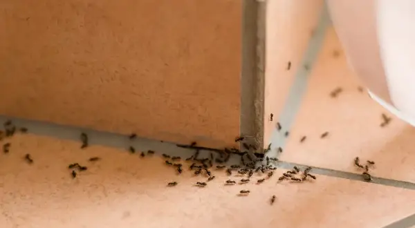 Formiche attratte da una trappola per formiche fai da te, un'invasione in miniatura sul pavimento piastrellato.