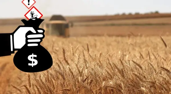 Un sacco di soldi con simboli di pericolo sovrastano un campo di grano. Il diserbante è pericoloso per l'uomo, ma genera profitto.