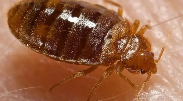 Ingrandimento di una cimice del letto, insetto parassita che si nutre di sangue umano.