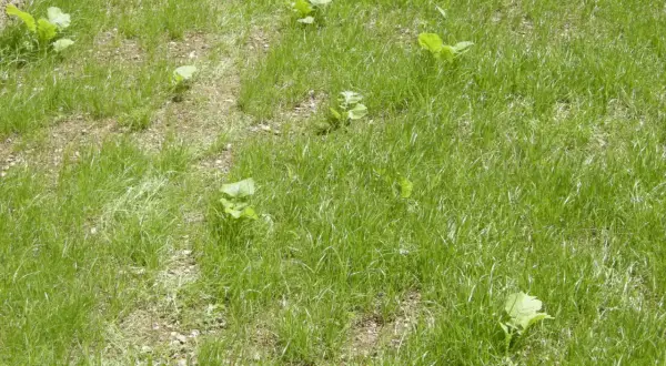 Un prato verde con alcune piante di setaria infestante che spuntano tra l'erba.