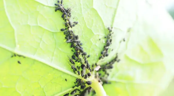Un'infestazione di afidi neri su una foglia verde. Scopri come eliminarli per salvare le tue piante.